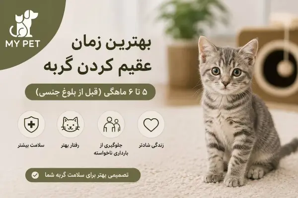 بچه‌گربه‌ای سالم و آرام در محیطی گرم و خانگی؛ تصویری آموزشی که به بهترین زمان عقیم‌سازی گربه، مزایای آن برای سلامت و رفتار حیوان و اهمیت انجام این اقدام پیش از بلوغ جنسی اشاره دارد. لوگوی MY PET در گوشه تصویر قرار گرفته است.